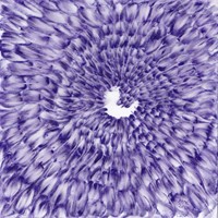27 pastel violet sur calque et papier 30x30cm 02